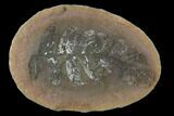 Fossil Fern (Neuropteris) Nodule - Mazon Creek #134865-1